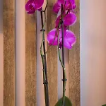 Downtown Oasis 아파트 두브로브니크